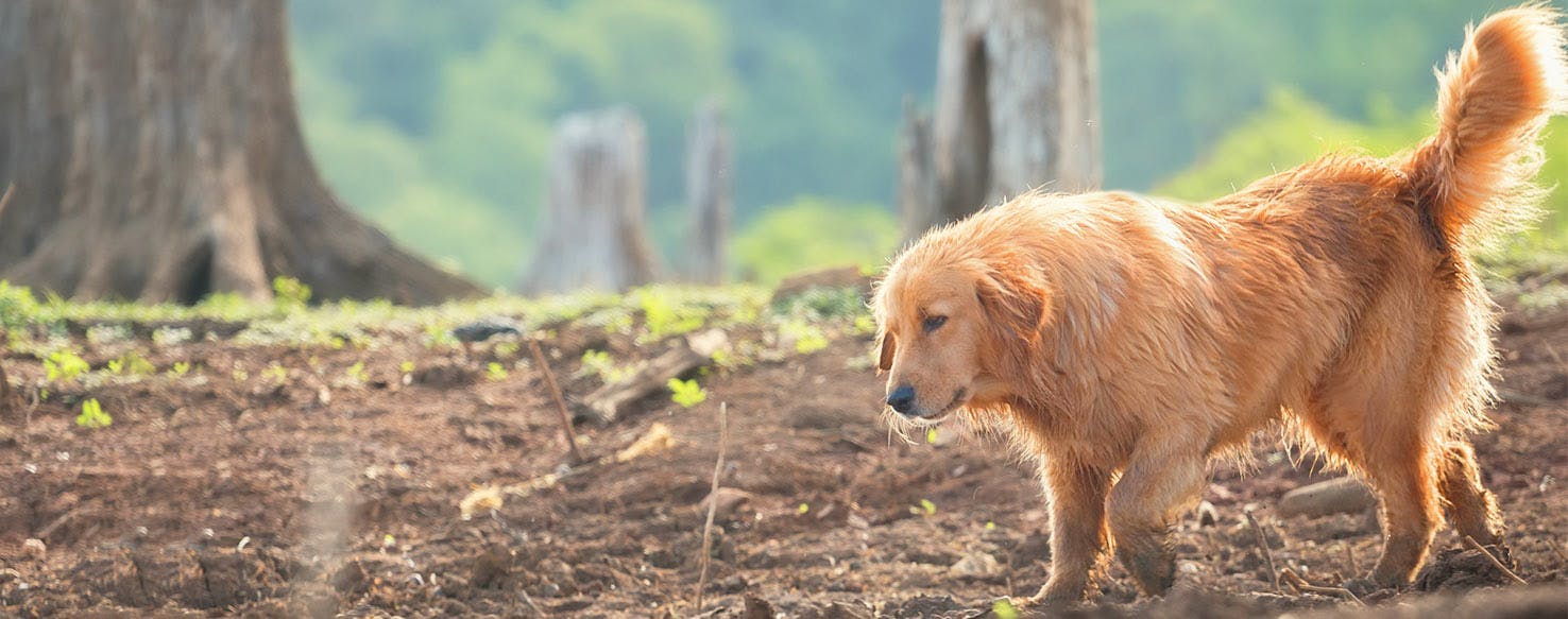 What Does The Dog Represent In To Kill A Mockingbird